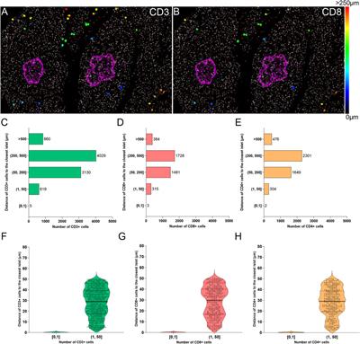 Whole-Slide Image Analysis of Human Pancreas Samples to Elucidate the Immunopathogenesis of Type 1 Diabetes Using the QuPath Software